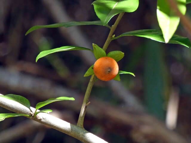 シセントキワガキ（四川常盤柿） とても小さな柿！ - 温泉ドラえもんのブログ