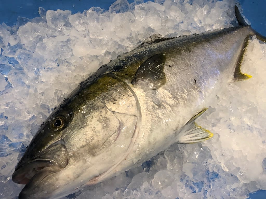 時化明けは 丸友しまかのお魚日記