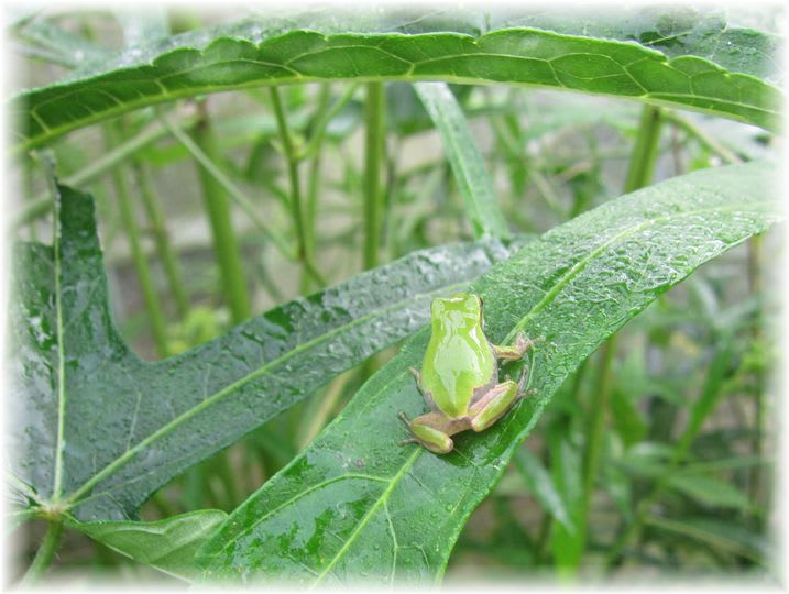 花オクラの守護神 2011年8月8日