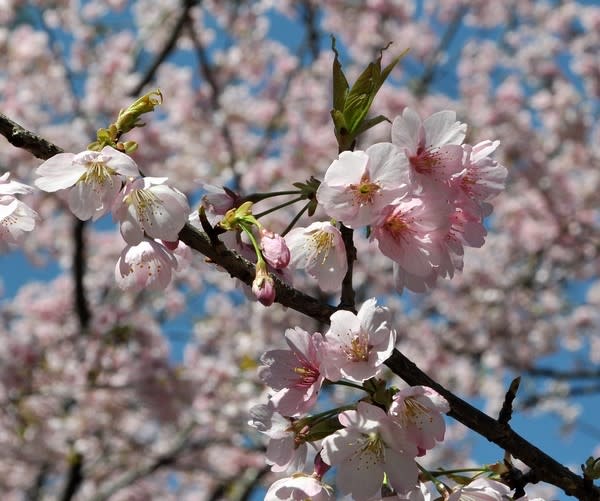 神代の大寒桜と 花の公園 俳句 ｉｎｇ