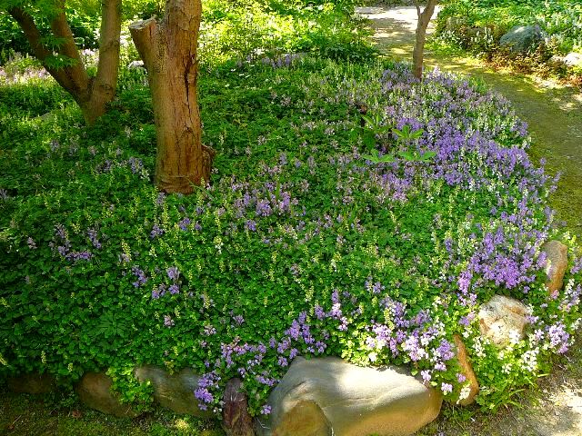 タツナミソウが咲いたの画像