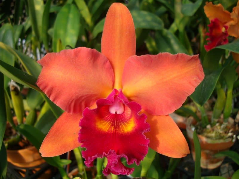 ○Rlc. (Eve Marie Barnett x Waianae King)'#1' - カトログ ○Rlc. (Eve Marie Barnett x Waianae King)'#1' - カトログ