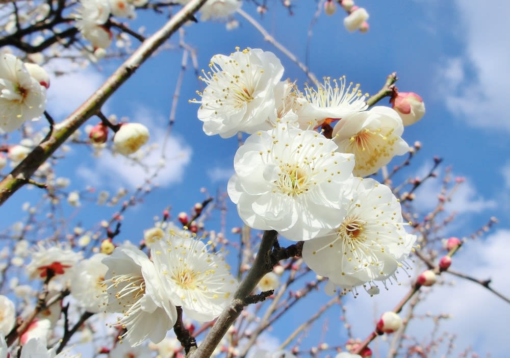 日本アウトレットストア 梅の木と、お花がいっぱい 梅花石？ インテリア・住まい・小物