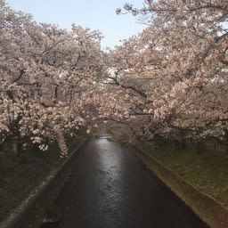 18年3月のブログ記事一覧 しゃかしゃか３人娘との毎日