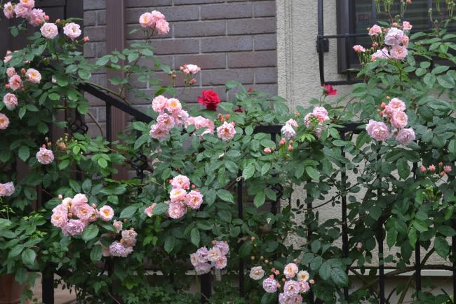 バラ コーネリアが見事に咲いて そして初咲きのバラが素敵です Haruの庭の花日記 Haru S Garden Diary