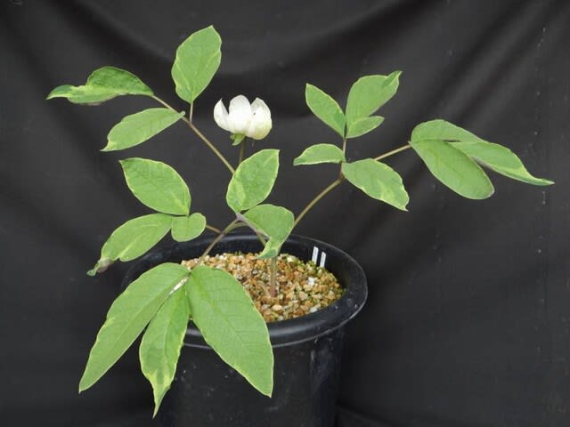 な*ち様 山野草　斑入りヤマシャクヤク　キラ星 な*ち様 山野草 斑入りヤマシャクヤク キラ星