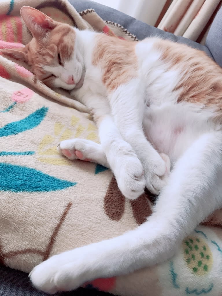 猫と昼寝 Cocoroコロコロ 猫と昼寝 Cocoroコロコロ
