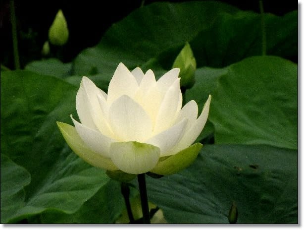 蓮の花 そして七夕 お花大好き 野鳥大好き