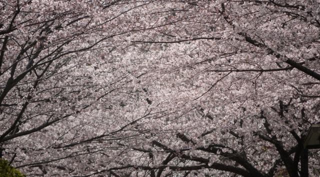 フリー素材ブログ　【 花と野鳥と家庭菜園の写真日記 】　COUNTRY知多