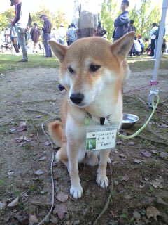 日本犬展覧会