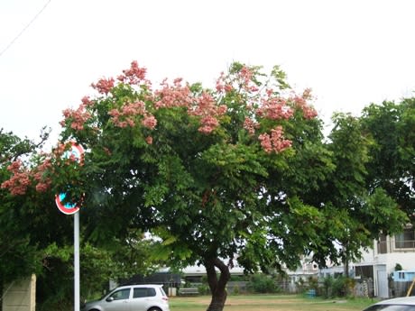 この木なんの木 ピンクの花が咲いてます 沖縄の貸別荘 ペンション うみつばめ日記