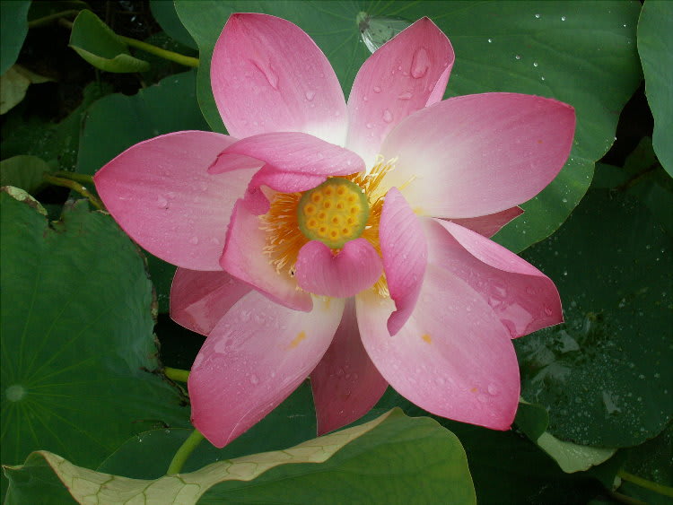 中国南京のピンク 玄武紅蓮 花の公園 俳句 ｉｎｇ