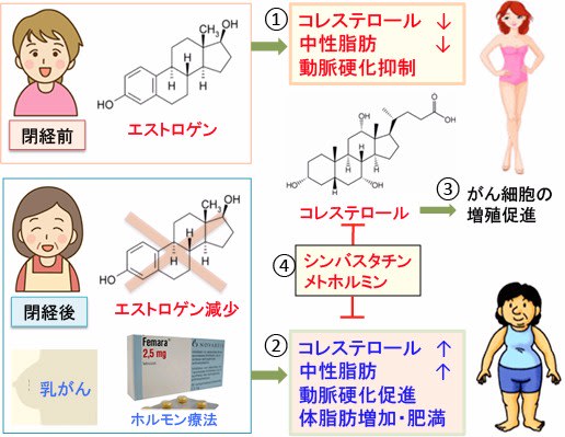 636 シンバスタチンとメトホルミンはコレステロールを低下させて乳がん患者の生存率を高める 漢方がん治療 を考える