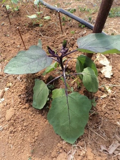 ビニールハウスで育つ夏野菜 奄美ロングステイ