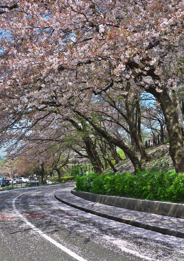 保土ヶ谷公園の桜 1 ほどあき