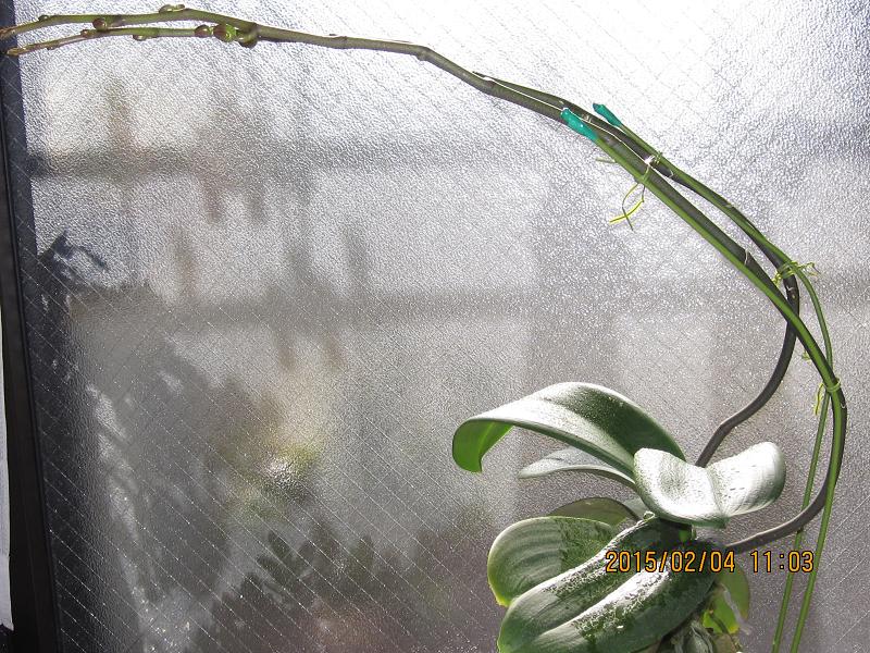 胡蝶蘭の蕾ふくらみ 茎節の枝花茎の成長 ミニ胡蝶蘭の蕾の開花 蘭の楽しみ