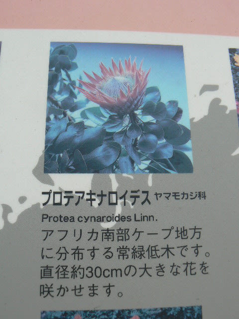 キングプロテア プロテア Cynaroides Protea の種子 キナロイデス 最大86％オフ！ キナロイデス