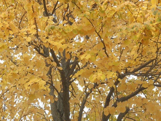 紅葉の街路樹２ 小山田桜台ジョギングクラブ