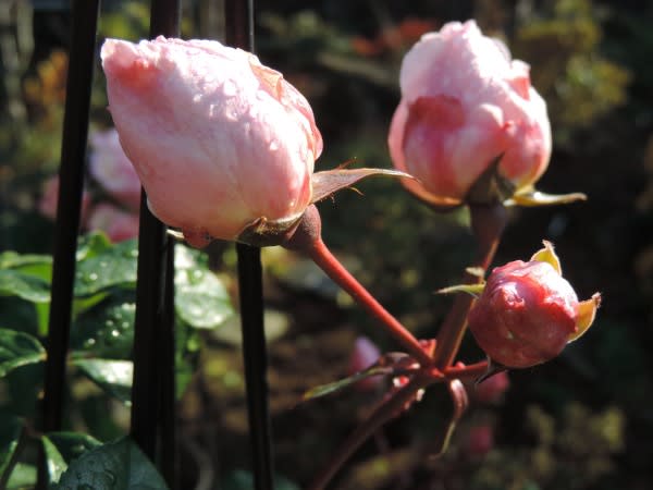 バラの蕾で名前を当てることができるかしら 四季彩ガーデンにようこそ