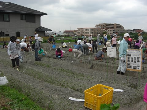 参加者さんでにぎわう畑