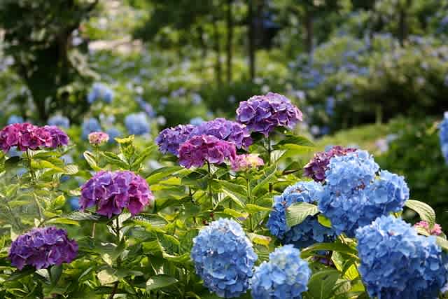 紫陽花 舞鶴自然文化園 Kyoto舞鶴 Caprice Photo