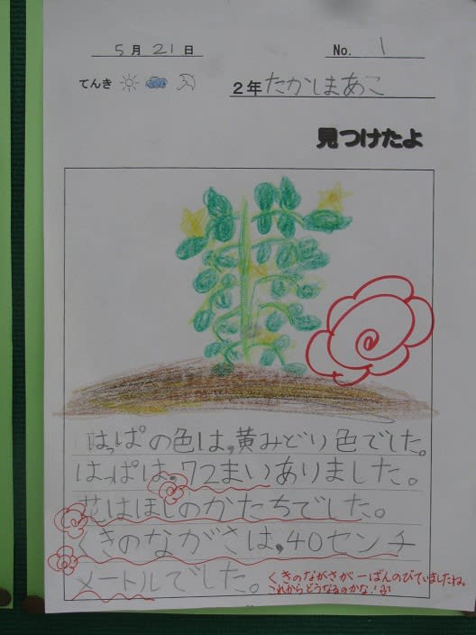 大きくなってねミニトマト 常陸太田市立小里小学校 公式ブログ
