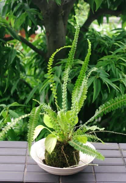 室内観葉の苔玉巻き Sunroom