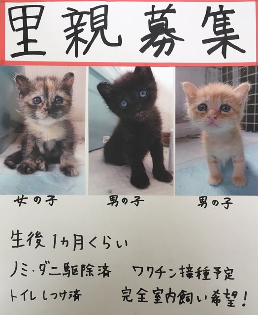 子ねこちゃんの里親さん募集しています ゆう動物病院