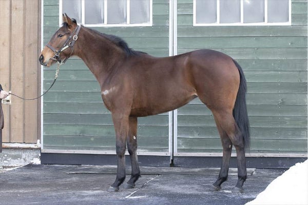 2歳出資馬 1月末更新 一口馬主日記