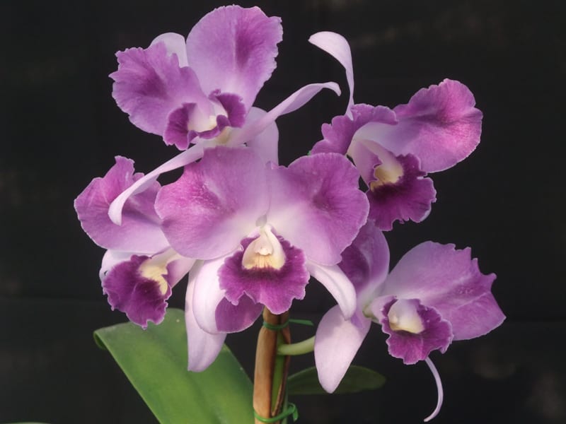 ◇Ctt. Mary Elizabeth Bohn'Akiyama' - カトログ ◇Ctt. Mary Elizabeth Bohn'Akiyama' - カトログ