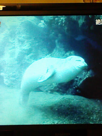 ダーウィンが来た クーとミーのまいにち ダーウィンが来た クーとミーのまいにち