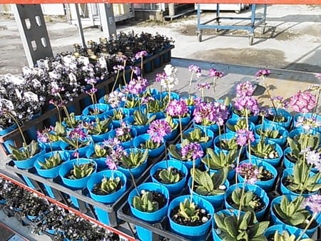 プリムラ デンティキュラータは原種系 スローライフガーデン 花苗栽培農家日記 プリムラ デンティキュラータは原種系 スローライフガーデン 花苗栽培農家日記