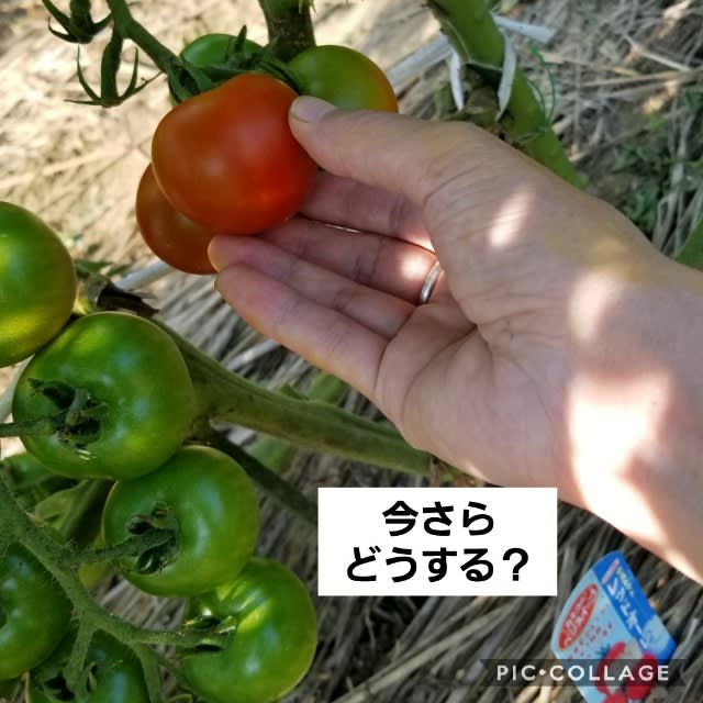 メリーポピンズなトマト カボチャ初収穫 O チュッちゃんとばあ様の菜園日記