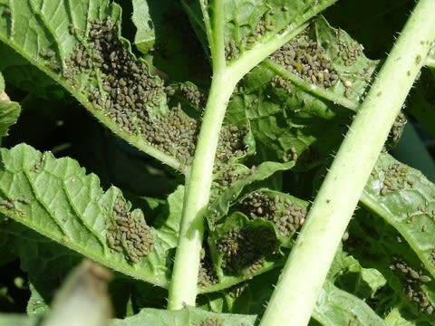 アブラムシ発生で大根収穫 農ある生活 アブラムシ発生で大根収穫 農ある生活