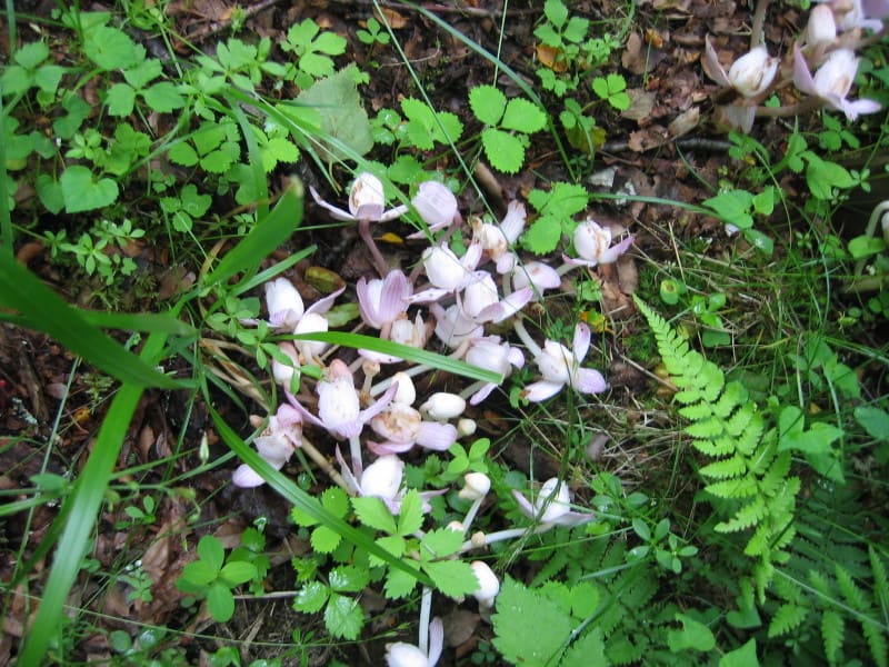 これでも植物 戦場ヶ原からこんにちは