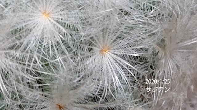 お花を撮り損ねたサボテン ミニクチナシと良いのかな 迷ったおまけです 私のお庭 お花を撮り損ねたサボテン ミニクチナシと良いのかな 迷ったおまけです 私のお庭
