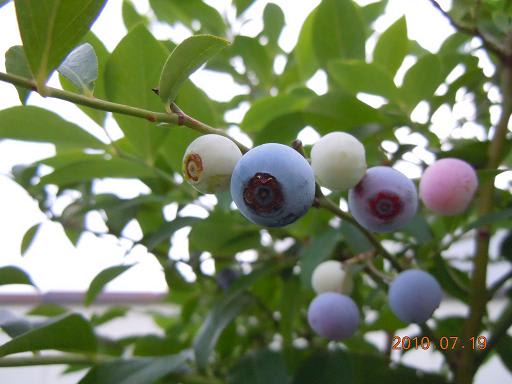 ブルーベリーティフブルーの実 バルコニーで フルーツ栽培記