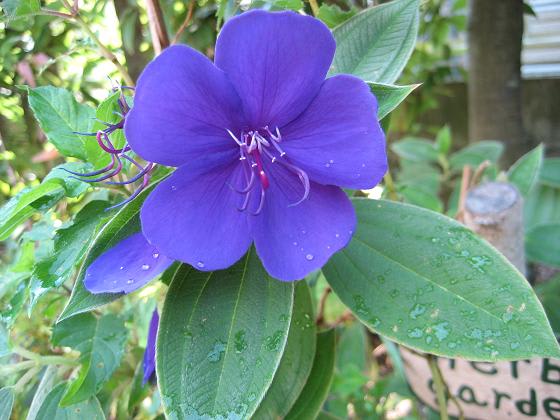 シコンノボタン 行雲流水 季節の花とともに
