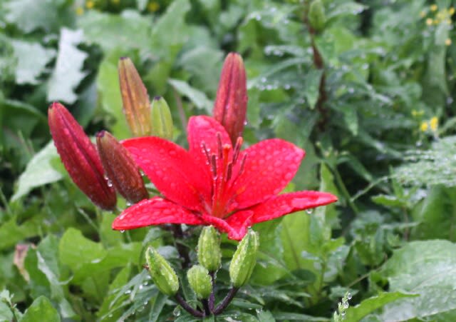 ユリ園では真っ赤なユリが咲いたばかりか