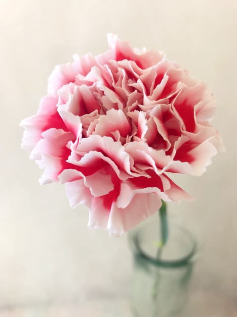 カーネーション 切花 花のある生活 カーネーション 切花 花のある生活