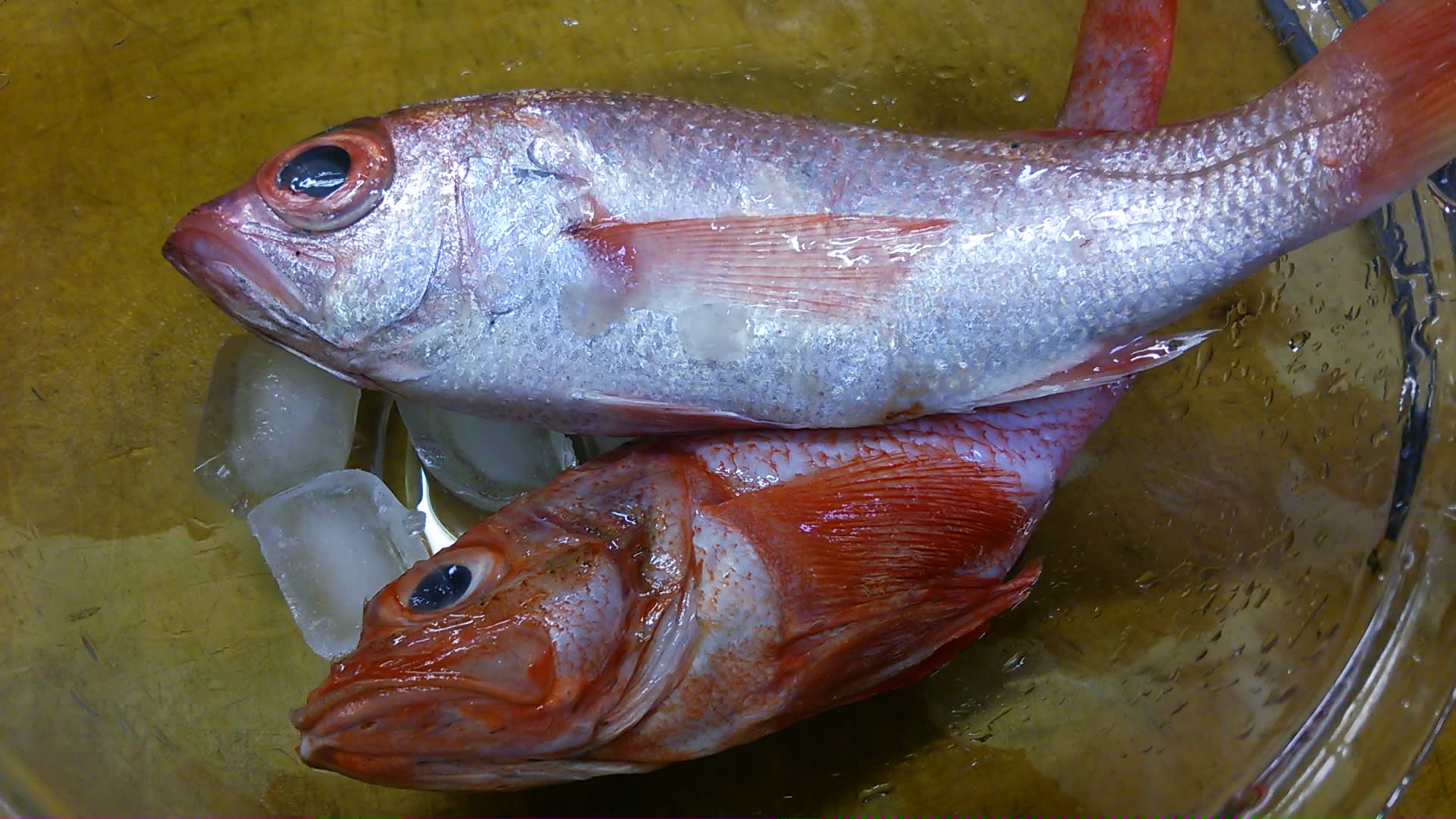 お魚修行中 花暦 Hanagoyomi お魚修行中 花暦 Hanagoyomi
