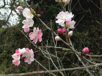 13桜 Vol3 イロハ島 花と冒険の島 おいしくて安いワインを探す そしてたまに贅沢