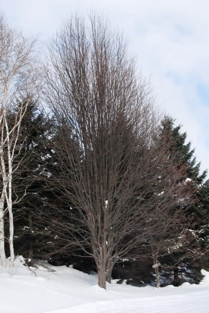 冬の樹木ウォッチング ナナカマド２ 井伊影男の植物観察