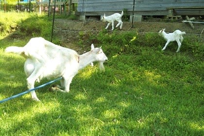 子ヤギたちの アーシング は身土不二 とねり日記