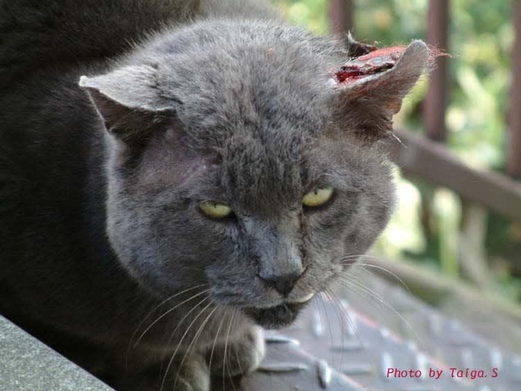 日常風景写真　大和　のらねこ