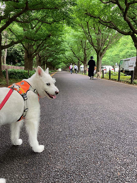なんでやねん カプアン通信
