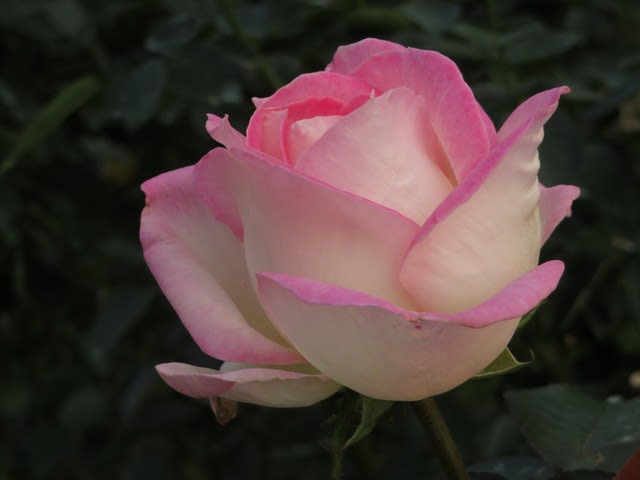 ピンクに染まった白の覆輪のバラ「プリンセス・ドゥ・モナコ」(薔薇