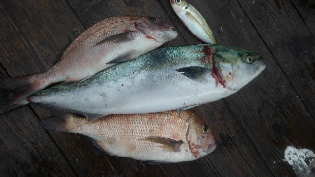 秋の海上釣り堀 お前だけには負けたくない Part2 釣り界の最下級釣り師 釣りをさせて頂きありがとうございます 秋の海上釣り堀 お前だけには負けたくない Part2 釣り界の最下級釣り師 釣りをさせて頂きありがとうございます