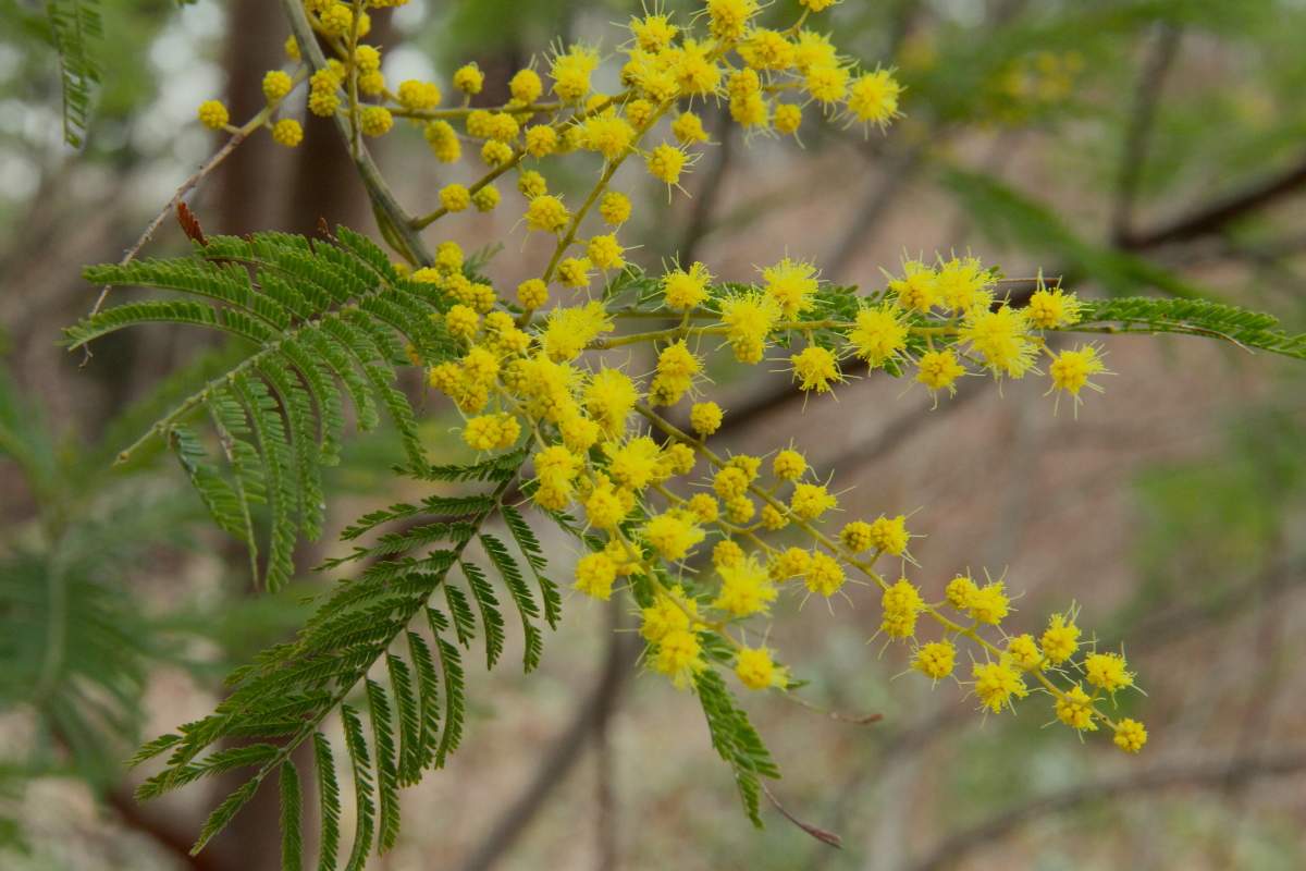 アカシアの花の咲く頃 自然を求めて近辺ぶらり