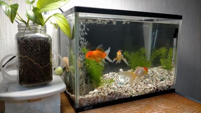 12 13 金魚水槽を水替え メダカと金魚の飼育日記 12 13 金魚水槽を水替え メダカと金魚の飼育日記